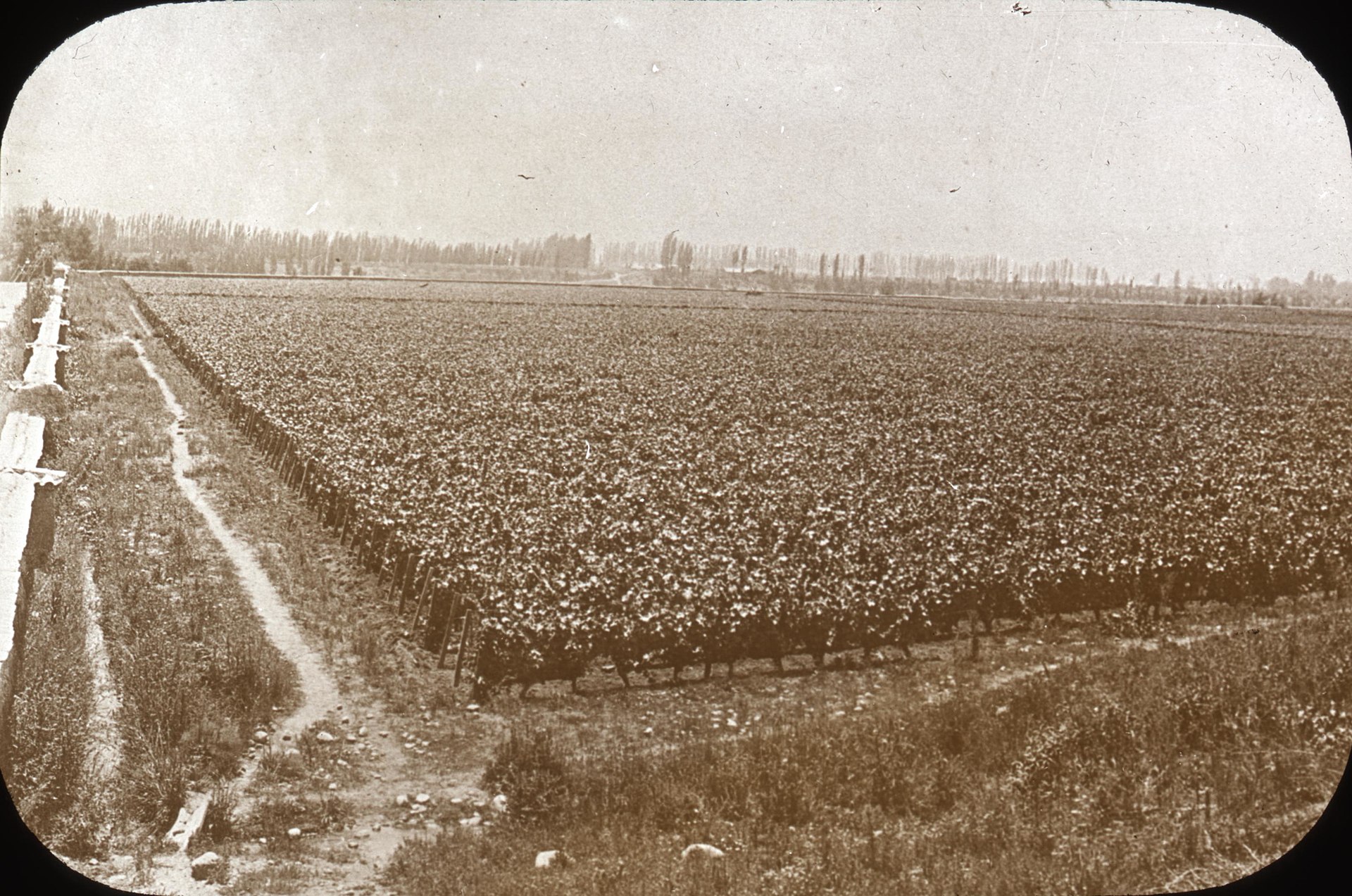 Route des vins en Argentine : L'expérience viticole ultime dans les Andes
